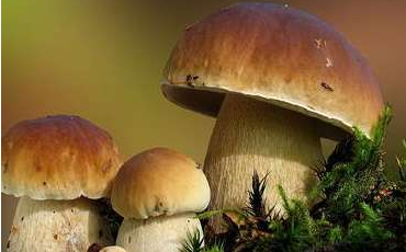 舌尖上的云南野生菌，燃燒著每個吃貨的味蕾